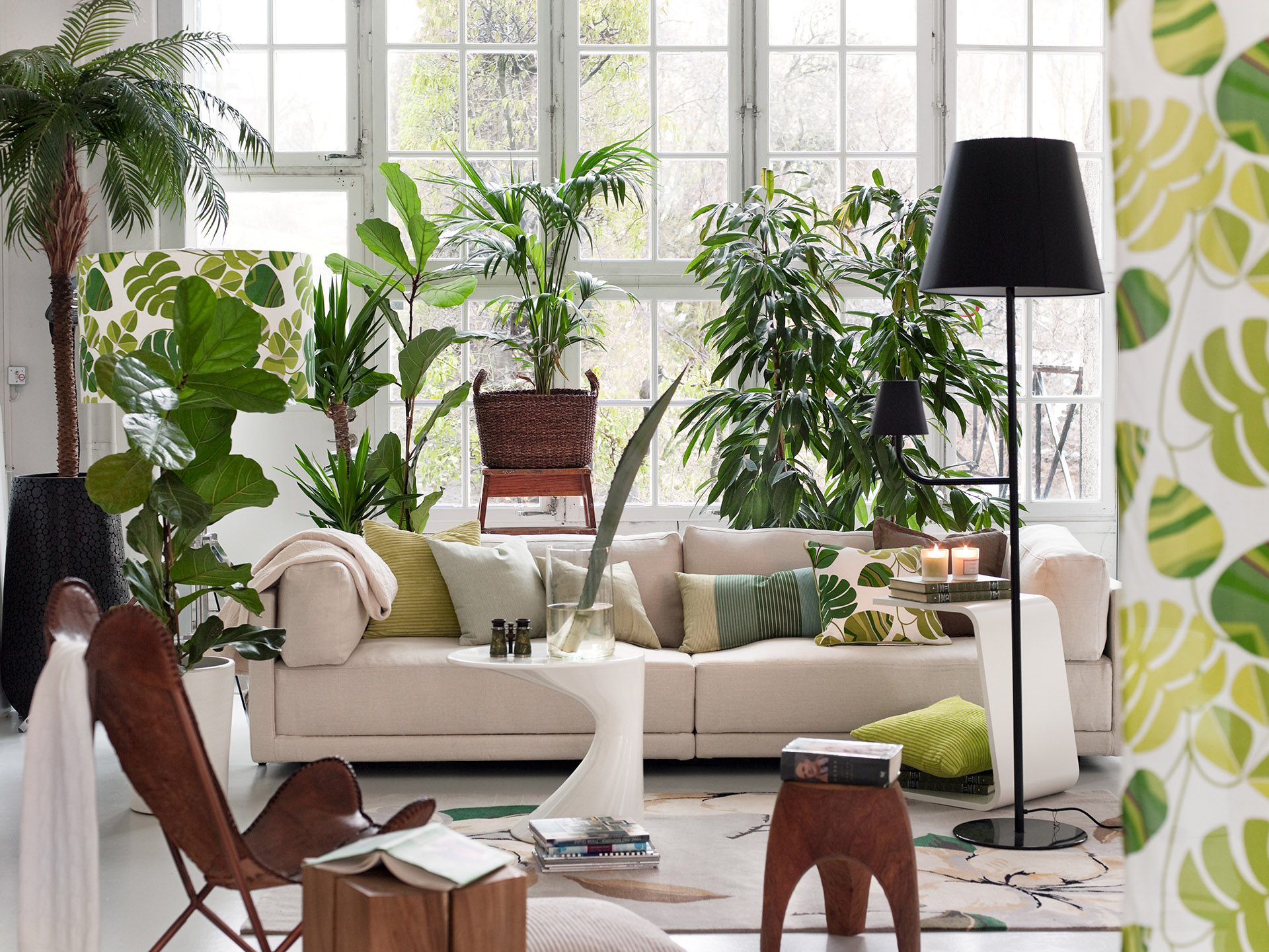 10 of the best pot plants for your home 